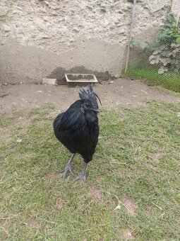 Ayam Cemani - 2