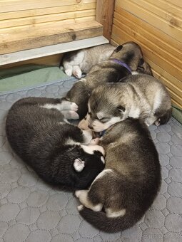 Aljašský malamut - šťěňátka s PP - 2