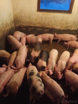 Predám odstavčatá - 2
