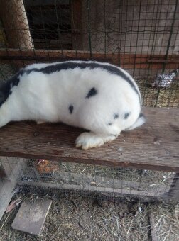 Nemecký obrovitý strakáč - 2