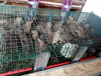 Japonské prepelice - 2