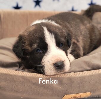 Stredoazijsky ovčiak - 2