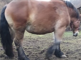 Predám vymením ťažnu kobylu - 2