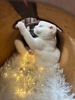 Skotka klapouchá koťata s pp - 2