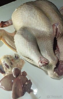 Brojlerové morky - 2