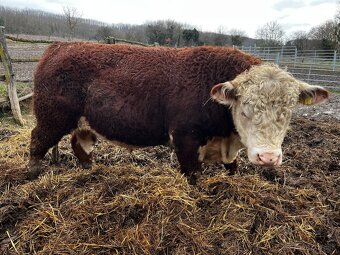 Plemenný býk Hereford - 2