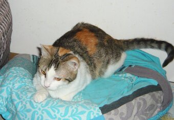 TROJFAREBKA - PRÁVE PRE VÁS - 2