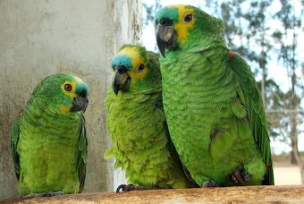 Amazonan modrocely - 2