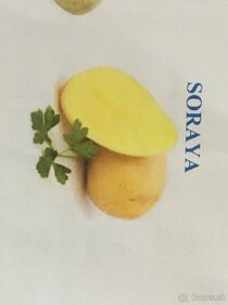 Sadbové zemiaky - 2