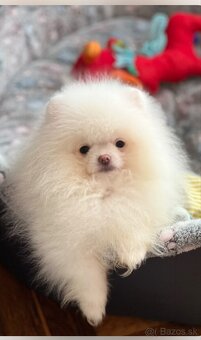Pomeranian - 2