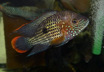 Aequidens rivulatus - 2