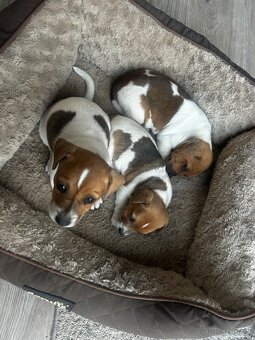 Jack russel terier - 2