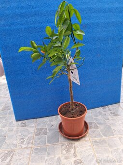 Calamondin Citrus Mitis - 2