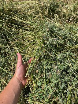 Lucerka jatelina lucerna - 2