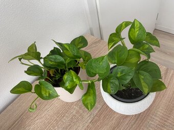 Izbová rastlina - 2