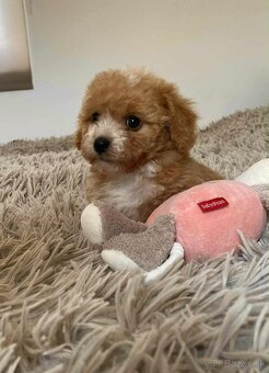 Red and white mini Maltipoo girl - 2