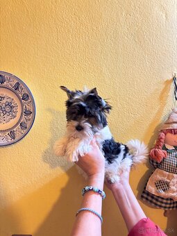 Yorkshirsky terier, yorkshirsky terier mini, biewer - 2