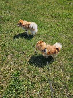 Pomeranian Mini - 2