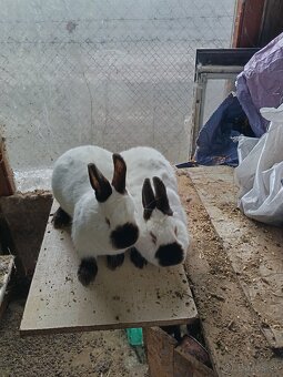 Kalifornsky králik - 2