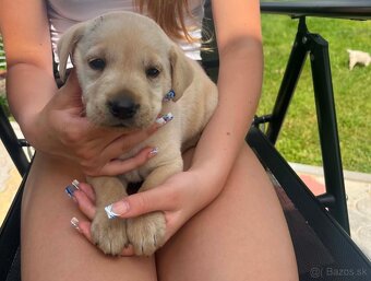 Šteniatko labrador - 2
