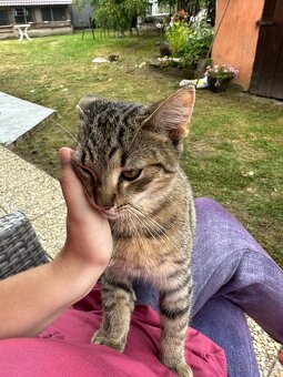 Hľadáme milujúci domov 🐱🩷 - 2
