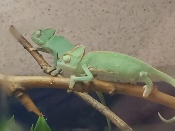 Chameleón jemenský - 2