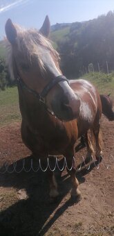 Haflinger a poník na predaj - 2