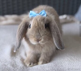 🐰 MINILOP KRÁLIK - 2