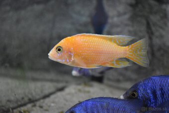 Aulonocara fire fish coral red - 2