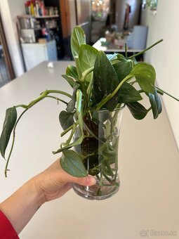 monstera standleyana - 2