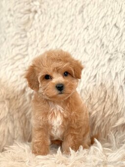 Mini Maltipoo - 2