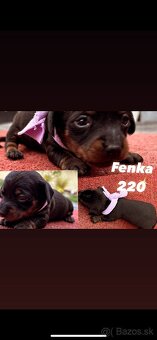 jazvecik trpaslici merle - 2