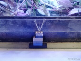 Helmoscink okuliarnatý ( red eyed crocodile skink) - 2