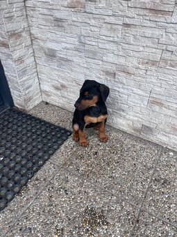 Predám šteniatko Dobermana - 2