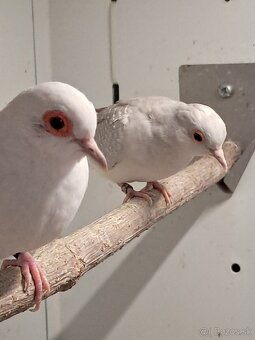 Holúbok diamantový - 2