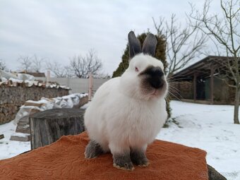 Kalifornsky králik - 2