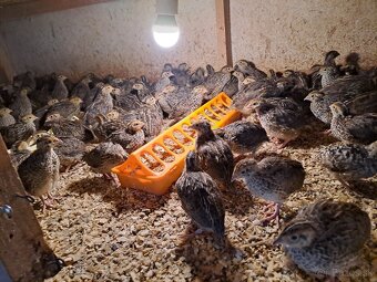 Japonské prepelice kohuti - 2