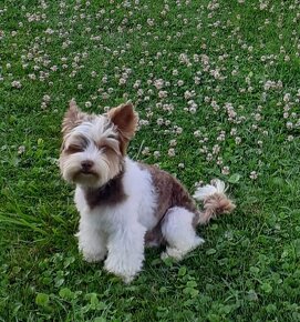 Yorksirský Teriér Čokoládový. - 2