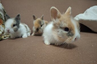 Zakrslý králik - levík - 2