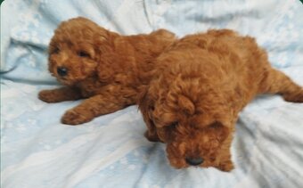 Pudel trpaslíci. - 2