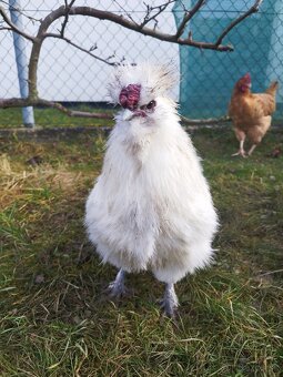 Predám bielych kohútov hodvábničky - 2