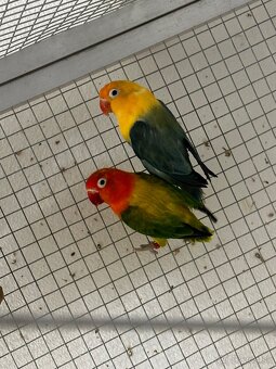 Agapornis Fischer - 2