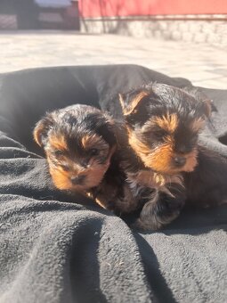 Yorkshire terrier - 2