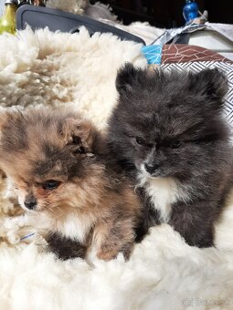 Nemecký spic pomeranian - 2