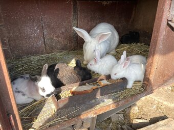 Samica králika s mladými - 2