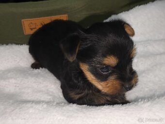 Mini Yorkshire terrier - 2