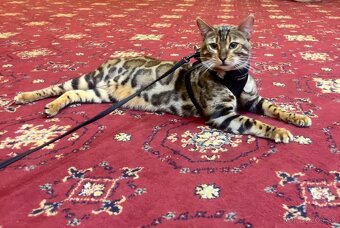 Bengalska macka - 2