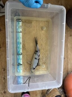 Koi kapre - 2