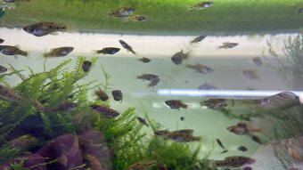 Phalichthys quadripunctatus akcia 1+1 gratis - 2