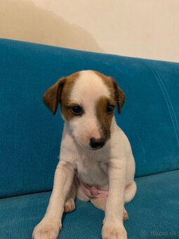 Šteniatko Jack Russel terier - 2